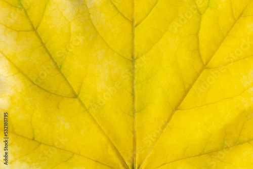 Background of yellow autumn maple leaf. Macro nature organic texture