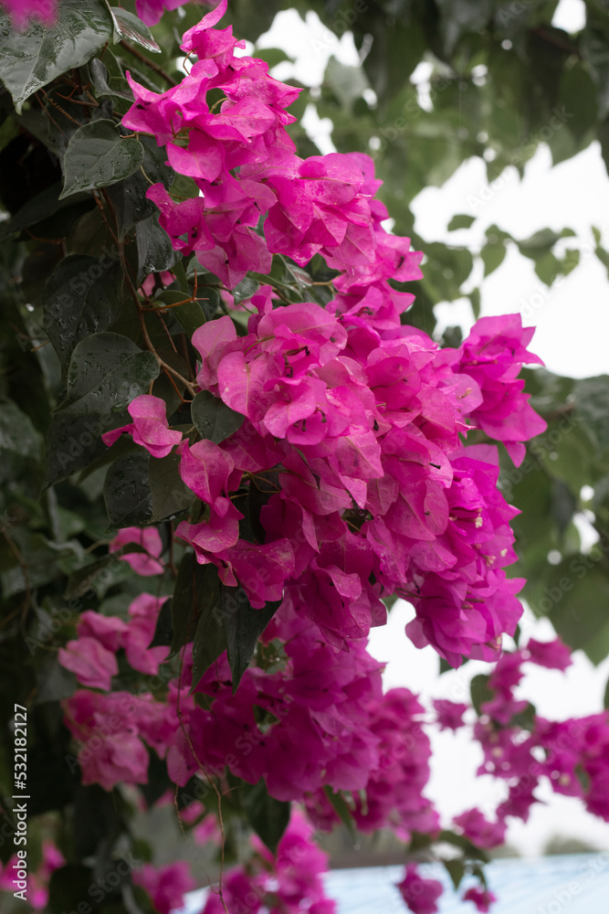pink flowers in the garden pink flowers in the garden