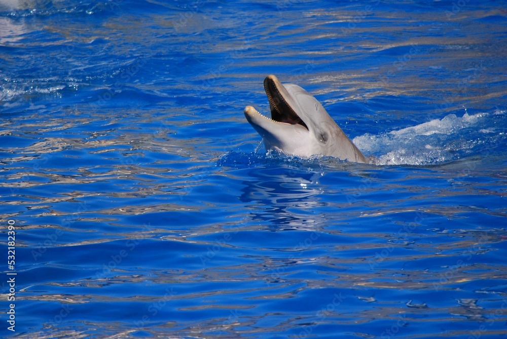 Fototapeta premium Cheerful dolphins swim, play and dancing in the pool. Zoo Madrid Spain. Dolphinarium. Summer.