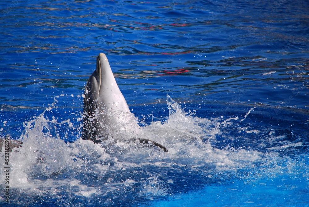Fototapeta premium Cheerful dolphin swim, play and dancing in the pool. Zoo Madrid Spain. Dolphinarium. Summer.