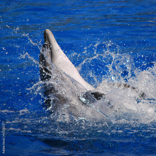 Cheerful dolphin swim, play and dancing in the pool. Zoo Madrit Spain. Dolphinarium. Summer.
