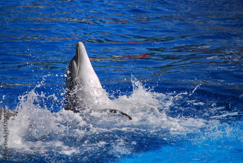 Cheerful dolphin swim  play and dancing in the pool. Zoo Madrit Spain. Dolphinarium. Summer.