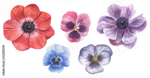 Beautiful watercolor set of colorful anemones and violets.Hand drawn on a white background