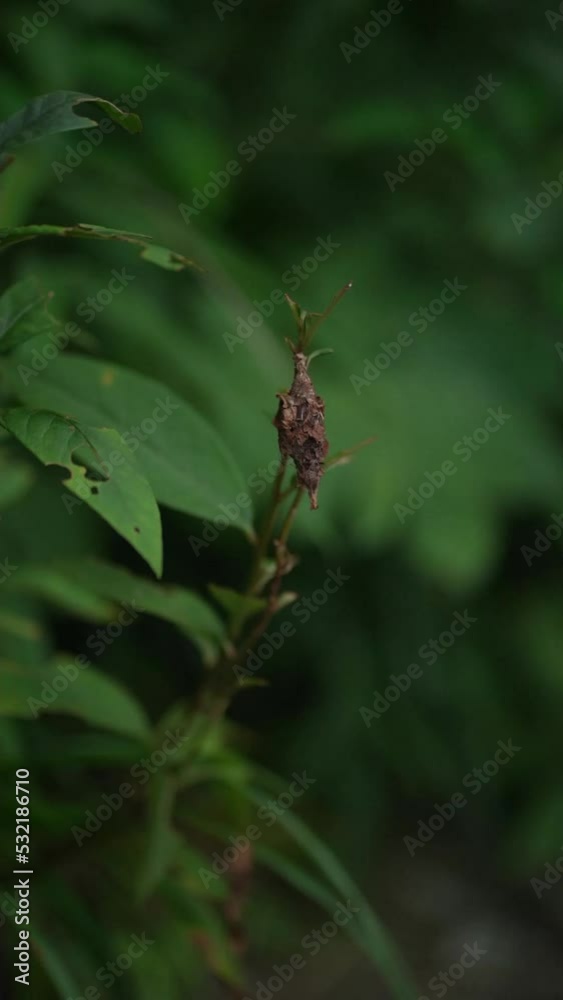 風に揺れる蓑虫 風に揺れる蓑虫