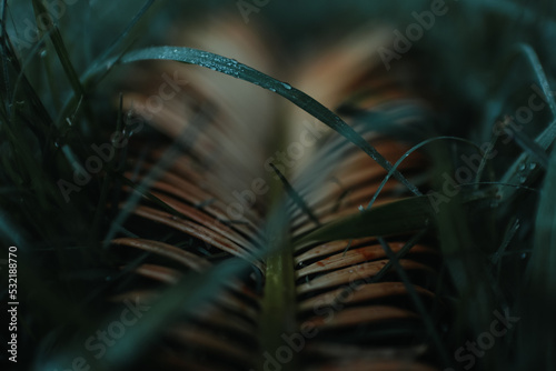 Cycad