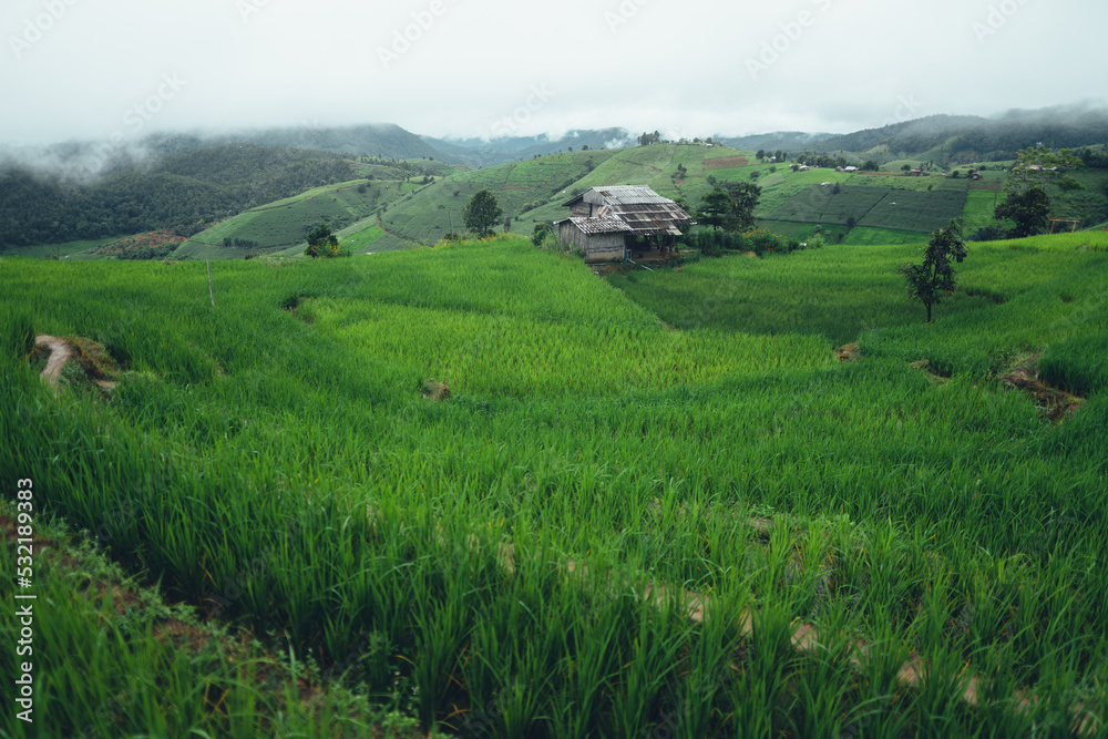 Fototapeta premium Green rice terraces and huts in the rainy season