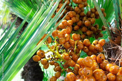 Fruits of the Canary Island date palm (Phoenix canariensis). Horizontal orientation. Selective focus. photo