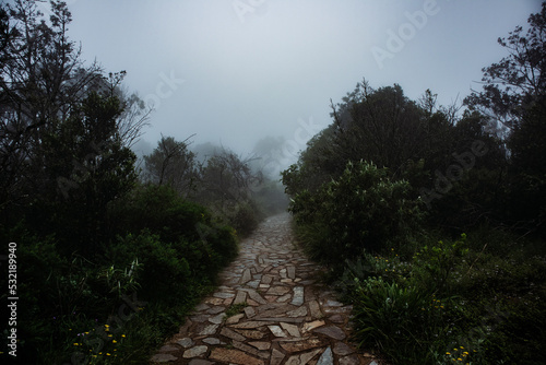 Misty Walkway