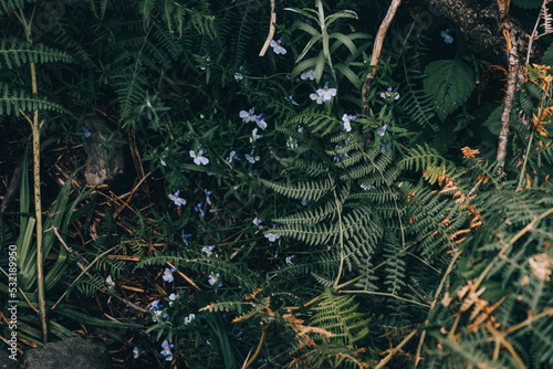 Jungle