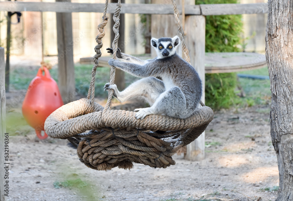 Fototapeta premium A lemur standing on swing and looking at the camera