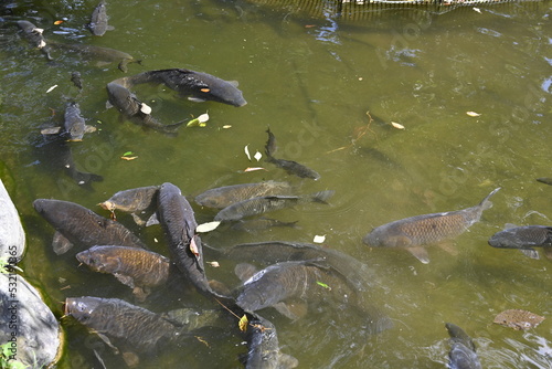 池で泳ぐ鯉