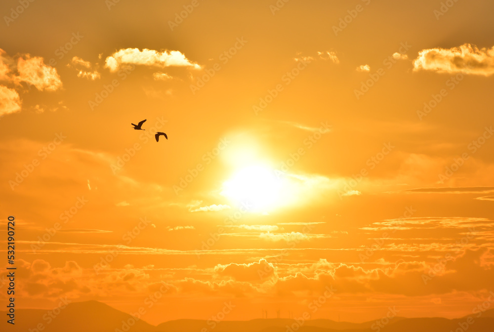 Two birds silhouette ( egret alba ) flying between clouds at sunset Two birds silhouette ( egret alba ) flying between clouds at sunset
