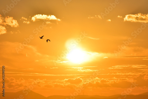 Two birds silhouette ( egret alba ) flying between clouds at sunset