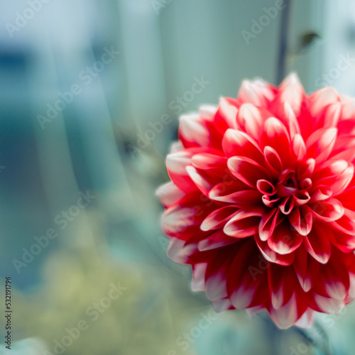 red dahlia