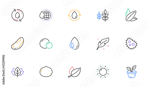Sun energy, Mint leaves and Sunflower seed line icons for website, printing. Collection of Macadamia nut, World water, Bacteria icons. Organic tested, Brazil nut, Leaf dew web elements. Vector