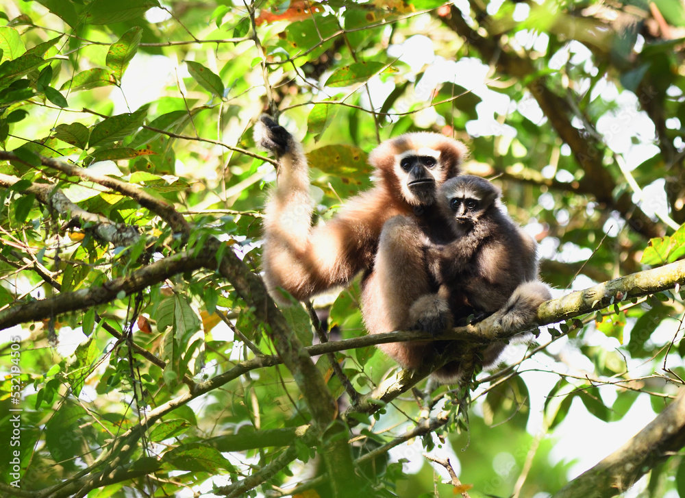 Fototapeta premium Hoolock Gibbon female with cub sitting in a branch