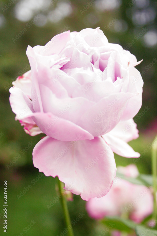 blooming light purple rose (rose Sandra renaissance) blooming light purple rose (rose Sandra renaissance)