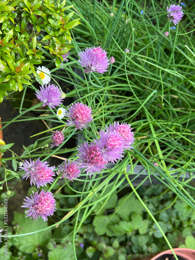 Flowers in an English Garden