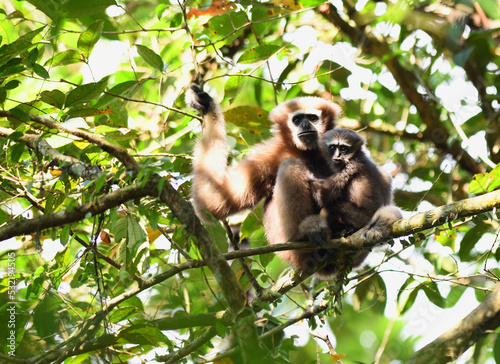 Hoolock Gibbon female with cub sitting in a branch photo