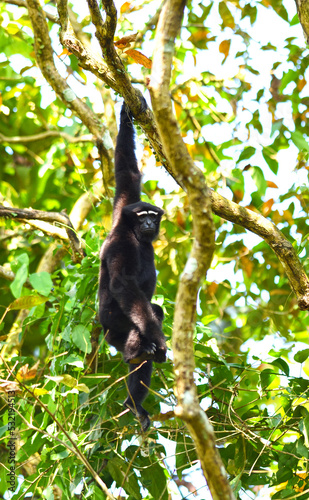Hoolock Gibbon hanging from a branch