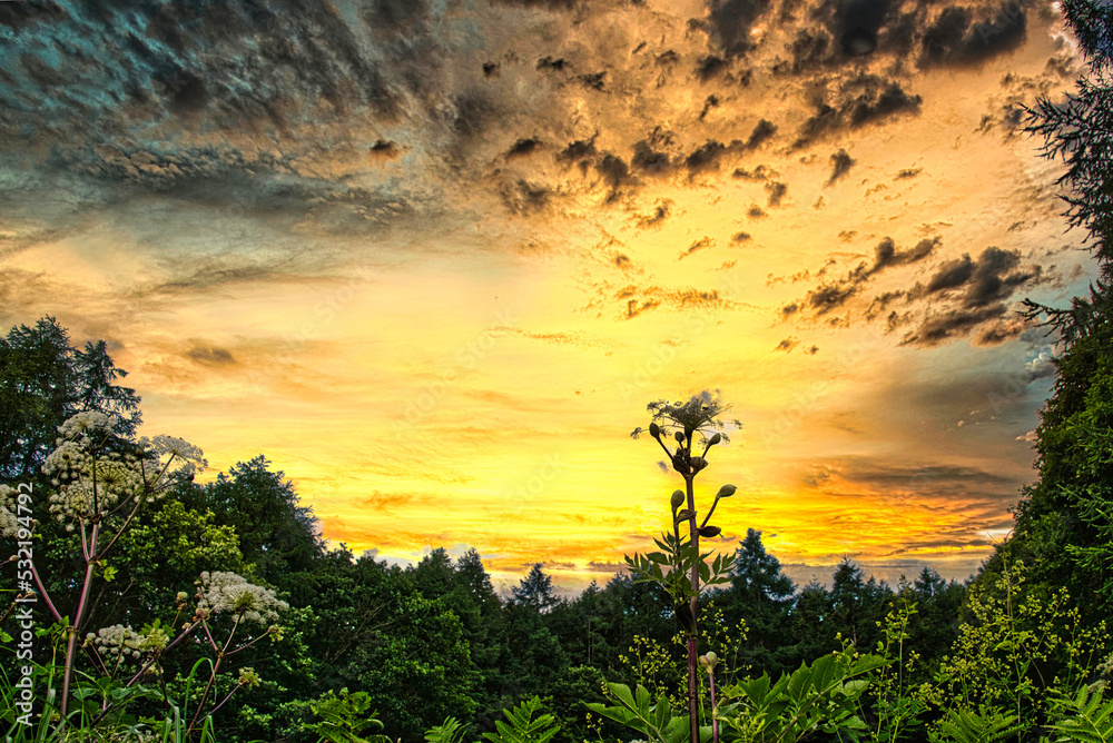 夏の野草園から見上げた、さわやかな高原の夕暮れ 夏の野草園から見上げた、さわやかな高原の夕暮れ
