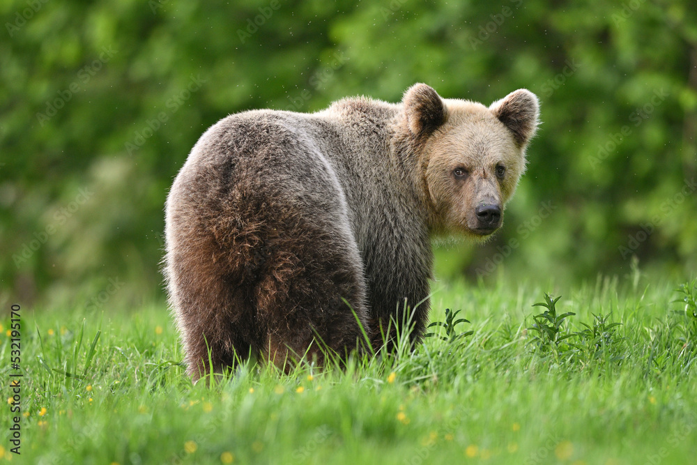 Obraz premium Young female brown bear looking back in the meadow in the forest