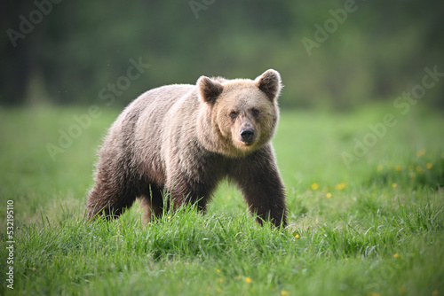 Young female brown bear side view walking in the meadow in the forest