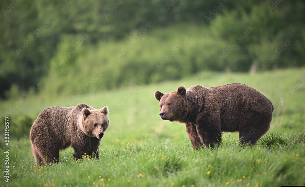 Brown bear couple walking in the meadow in the evening forest Brown bear couple walking in the meadow in the evening forest