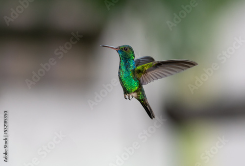 Iridescent blue and green hummingbird, Blue-chinned Sapphire in flight contrasted against a gray background.
