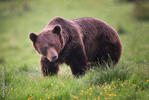 Old male brown bear posing in meadow in the evening forest