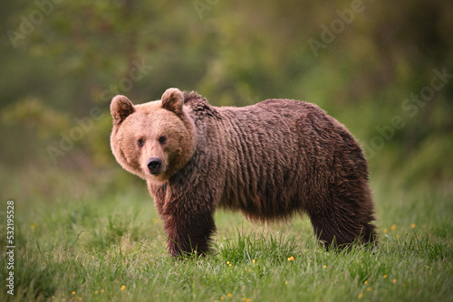Young female brown bear side view posing in the meadow in the forest