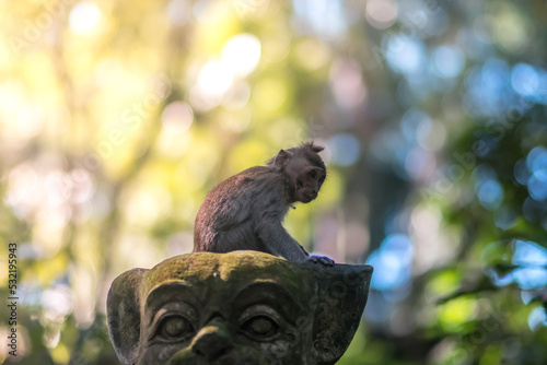 Monkeys in monkey forest in Bali