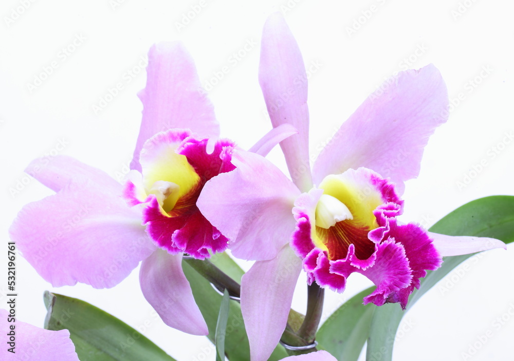 Obraz premium Pink and violet orchid Cattleya on white background