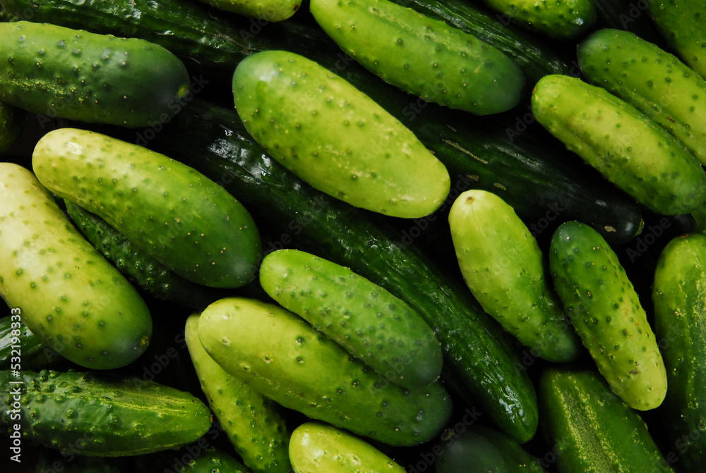 fresh green cucumbers fresh green cucumbers
