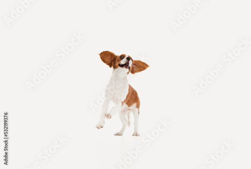 Portrait of cute dog of Cavalier King Charles Spaniel running isolated over white studio background. Funny muzzle