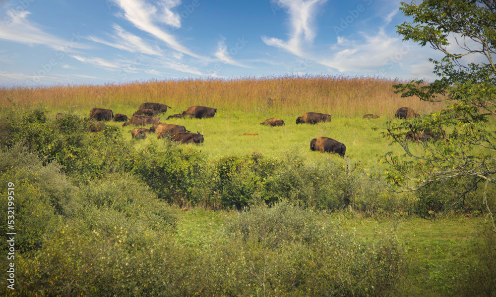 Obraz premium bison in the field