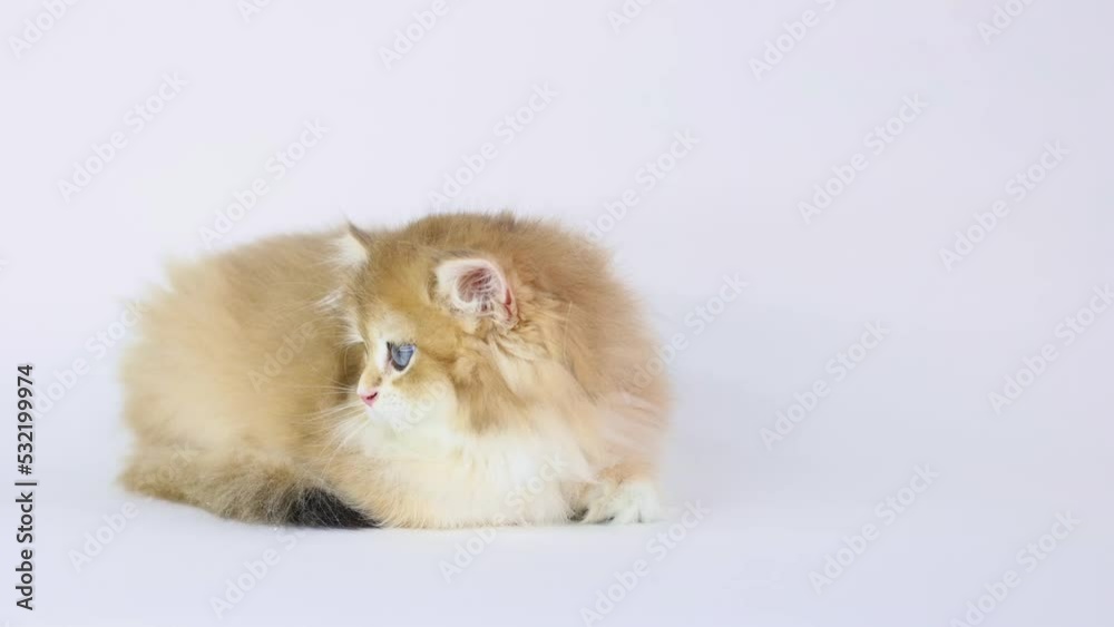 red fluffy kitten lies on a white background, breed british golden chinchilla red fluffy kitten lies on a white background, breed british golden chinchilla