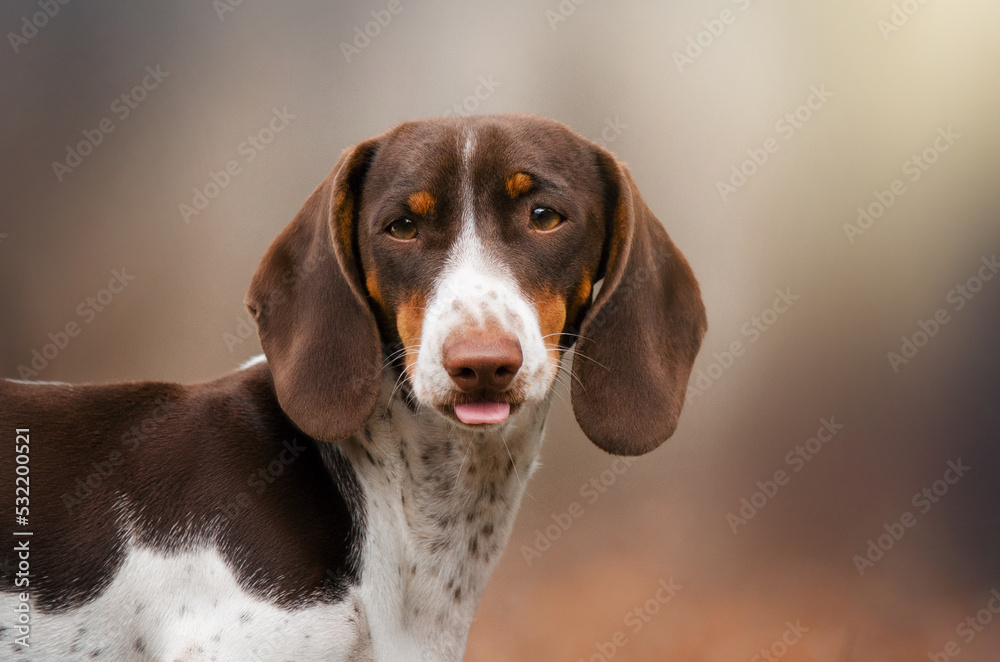 dachshund piebold funny autumn portrait licks
