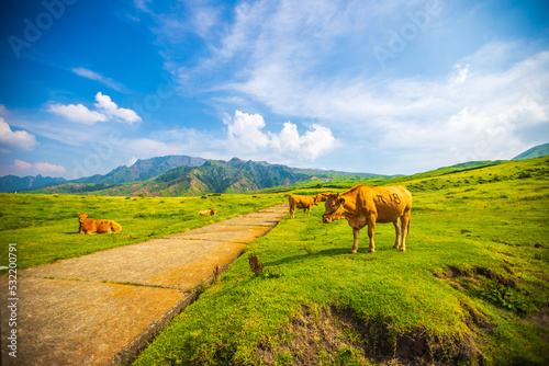 熊本県 阿蘇パノラマラインから望む牧場風景 