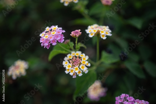 lantana aculeata white, yeallow and pink flowers on dark green leaves background photo