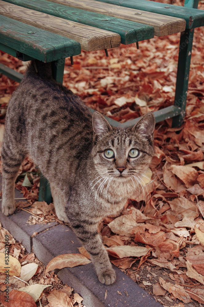 Obraz premium Gray striped cat for a walk in the autumn park.