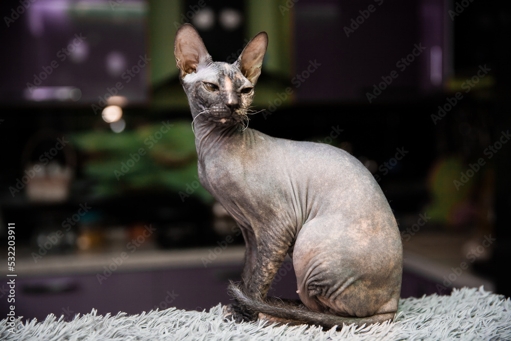 Close up portrait of naked black Don sphinx cat like alien