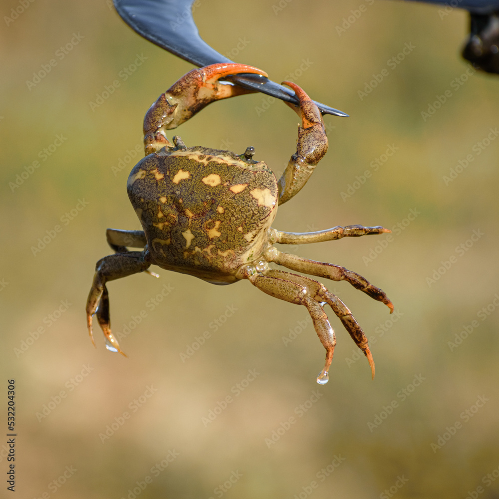 portrait of a field crab. it's also known as river crab, freshwater