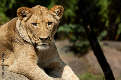 Closeup portrait of a young lioness looking at the camera