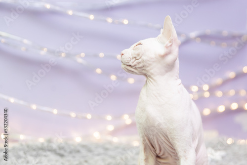 Bald sphinx cat on gray blanket and lilac background with yellow bokeh lights  © kapichka