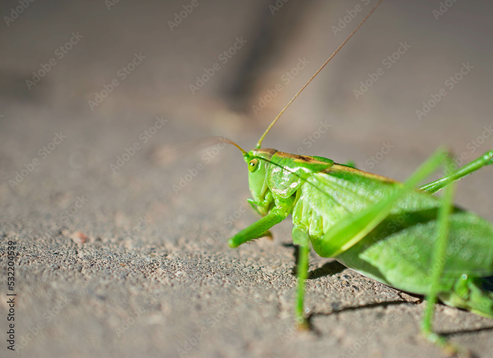 A green grasshopper on a brick tile. A large swamp grasshopper. A green grasshopper on a brick tile. A large swamp grasshopper.