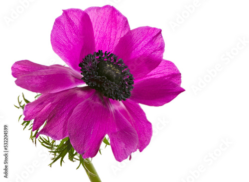 Macro of an isolated purple anemone flower blossom