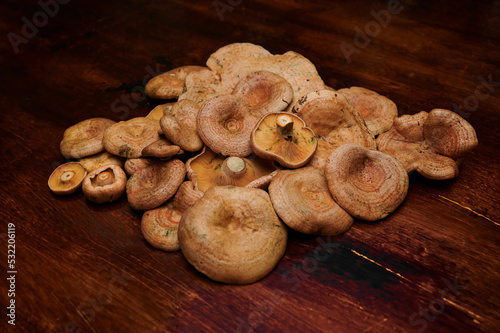 Mycology: Edible mushrooms used in cooking. Group of niscalos (lactarius deliciosus) collected during autumn in a pine forest in Madrid, Spain. Vegan food.