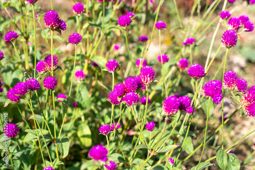 Pink bright flowers of Gomphrena globular in the garden on a summer sunny day. Landscape design and beauty of flower beds