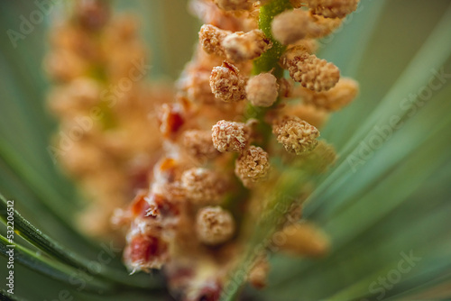 Closeup shot of pine buds full of pollen